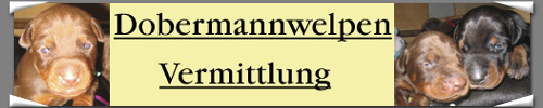 Dobermannwelpen-Vermittlung