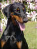 Alison_Kopf_April2005.jpg (48637 Byte)